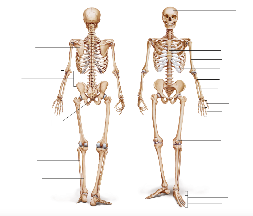 cranio del sistema scheletrico